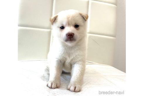 成約済の滋賀県の柴犬-141843の1枚目